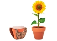 Decoración y plantas