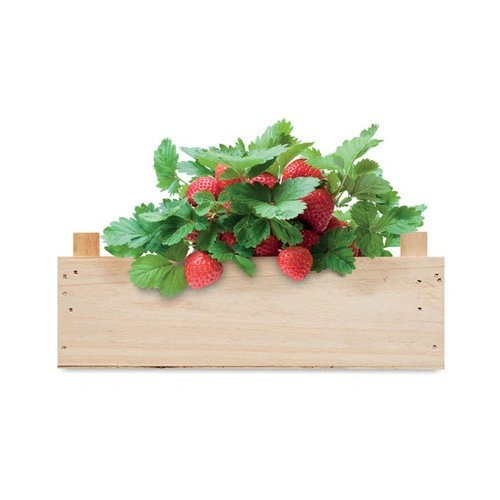 Kit de cultivo de fresas con tierra de jardín ref MO6506