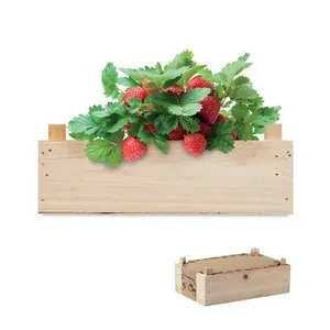 Kit de cultivo de fresas con tierra de jardín