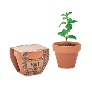 Maceta de terracota con semillas de menta lista para plantar