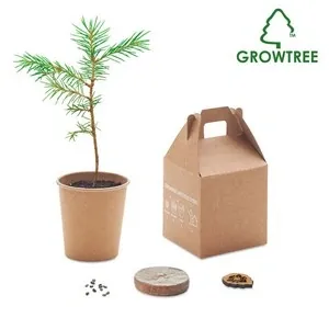 árbol de pino con semillas para reforestar