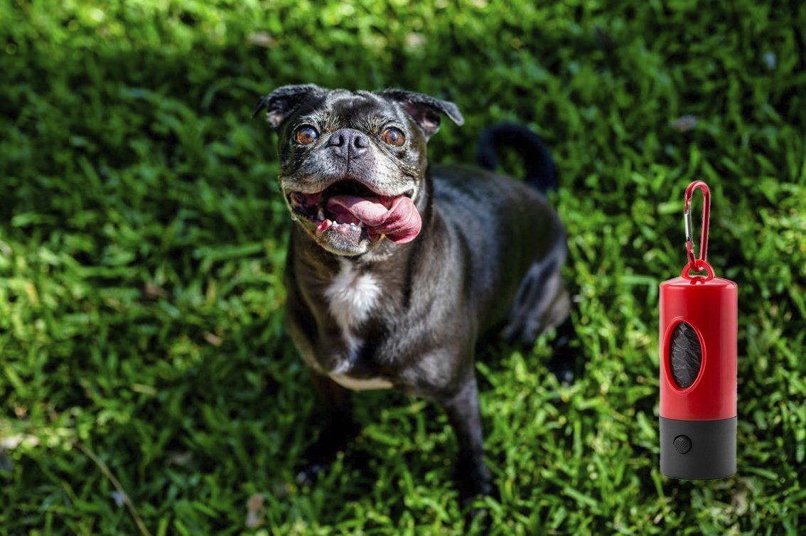 ¿Qué necesitas para sacar a pasear a tu perro?